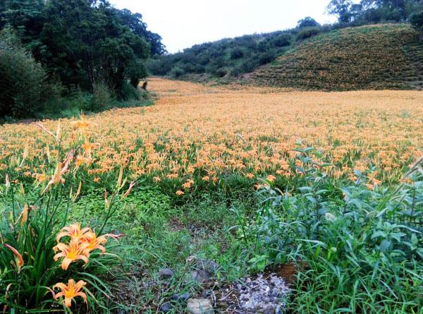 【花蓮民宿推薦:雲朵朵民宿】來花蓮看花看海 ~